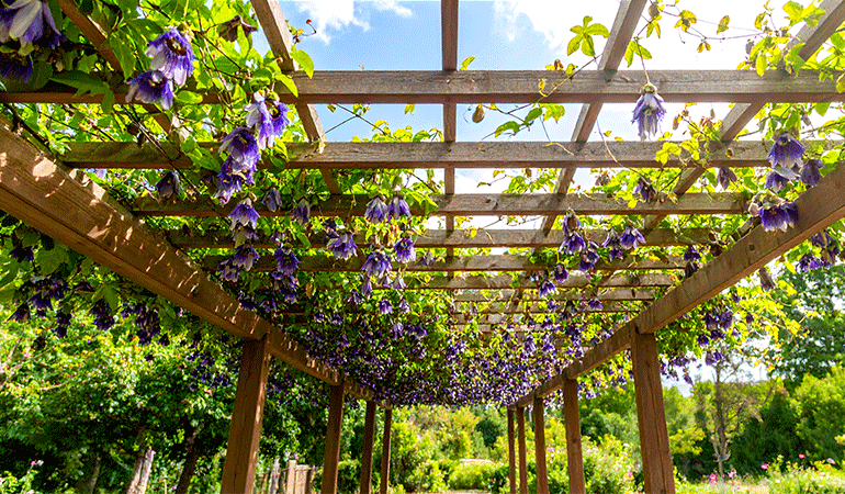Vertical Gardening