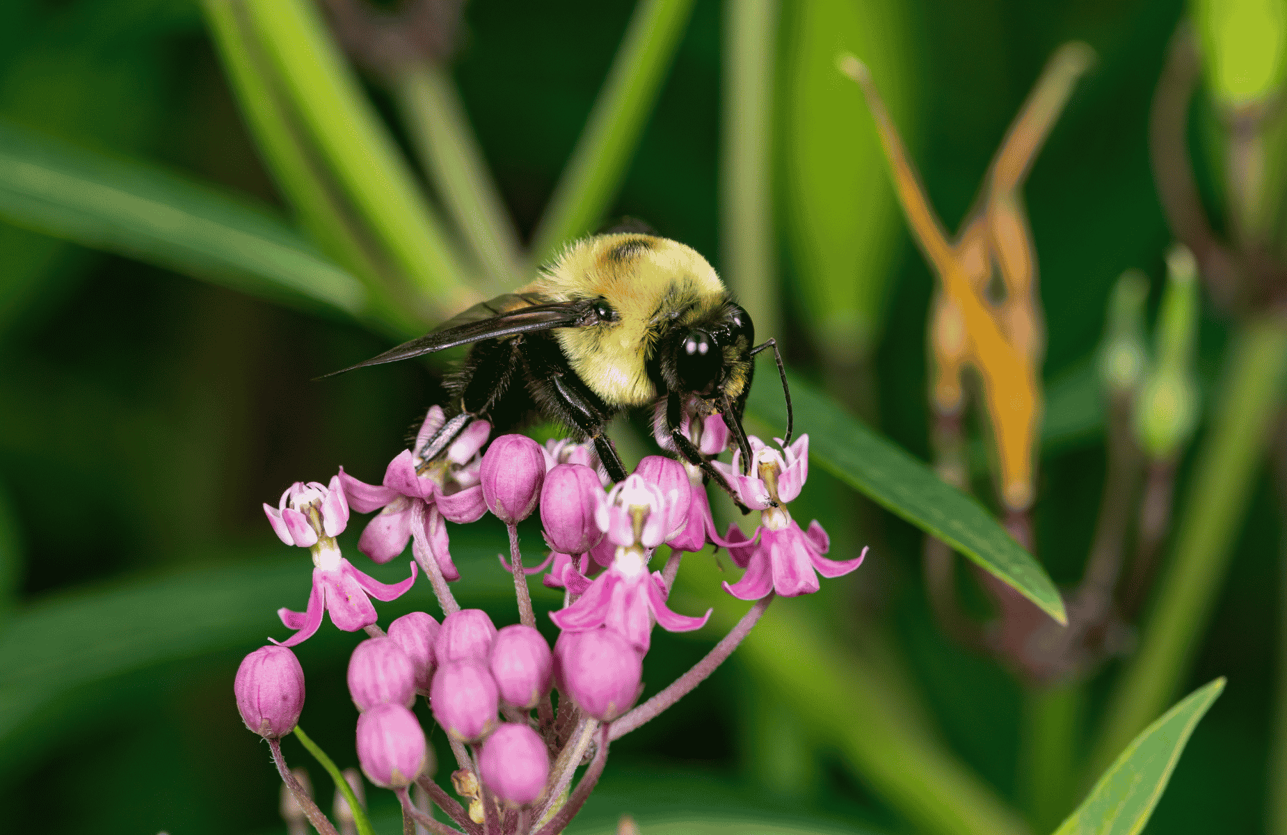 Native Plants & Low-Maintenance Landscaping Ideas for Iowa Yards in 2026